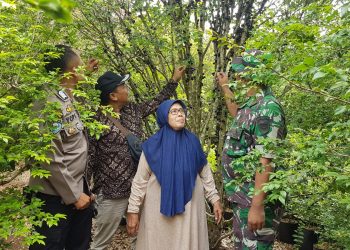 Lansia Asal Sukaraja Sukabumi Berhasil Meraup Cuan Hingga Ratusan Juta Dari Budidaya Anggur Brazil 