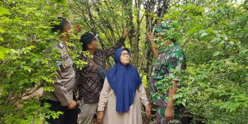 Lansia Asal Sukaraja Sukabumi Berhasil Meraup Cuan Hingga Ratusan Juta Dari Budidaya Anggur Brazil 