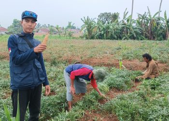 Petani Milenial Asal Kebonpedes Sukabumi Pasarkan Ubi Madu ke Singapura