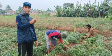 Petani Milenial Asal Kebonpedes Sukabumi Pasarkan Ubi Madu ke Singapura