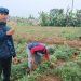 Petani Milenial Asal Kebonpedes Sukabumi Pasarkan Ubi Madu ke Singapura