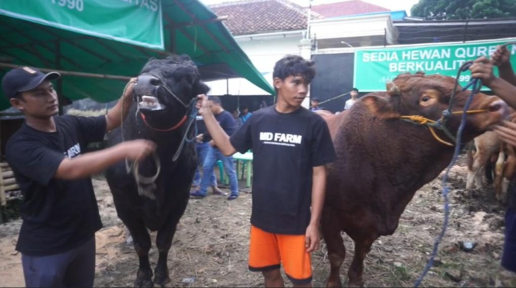 Prabowo Subiyanto Beli Enam Sapi Jumbo di Peternak Sukabumi