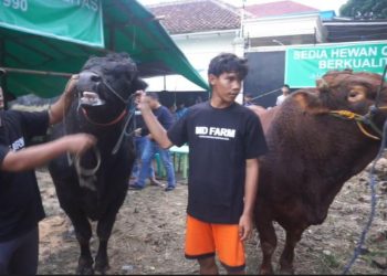 Prabowo Subiyanto Beli Enam Sapi Jumbo di Peternak Sukabumi
