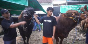 Prabowo Subiyanto Beli Enam Sapi Jumbo di Peternak Sukabumi