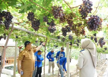 Jadi Kawasan Agrowisata Favorit Kota Palu, Kebun Anggur Duyu Bangkit Bukti Kerja GTRA