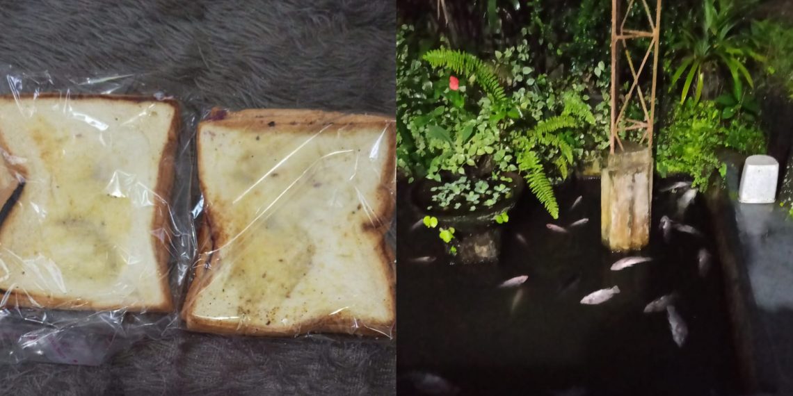 Roti MBG Asam Berujung Ikan Mati, Orang Tua Siswa SDN Gunungpuyuh CBM Resah