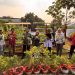 Pertamina Patra Niaga RJBB Kembangkan Urban Farming Berkelanjutan melalui Kebun Gizi Rawajaya