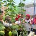 Pertamina Patra Niaga RJBB Bersama Masyarakat Kembangkan Pertanian Hidroponik untuk Perkuat Ketahanan Pangan